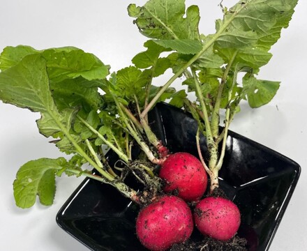 Food radish