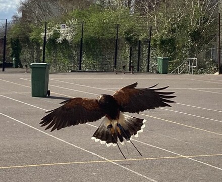 Falconry img 1284 edit