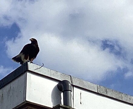 Falconry img 1295 edit