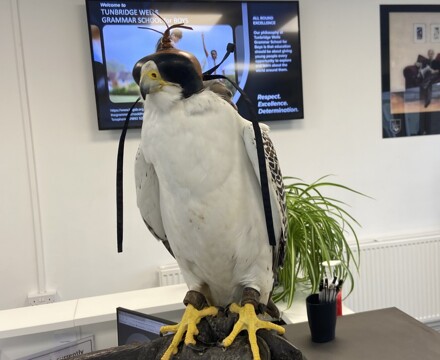 Falconry img 7585 edit