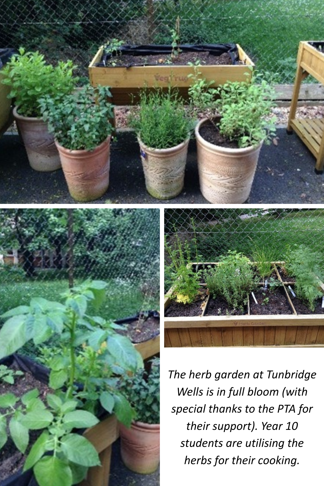 Herbs may 2025 final