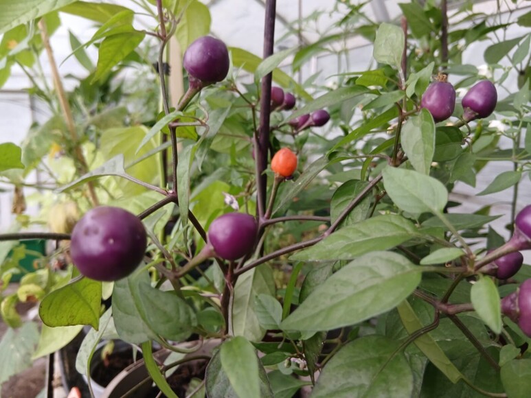 Chillies